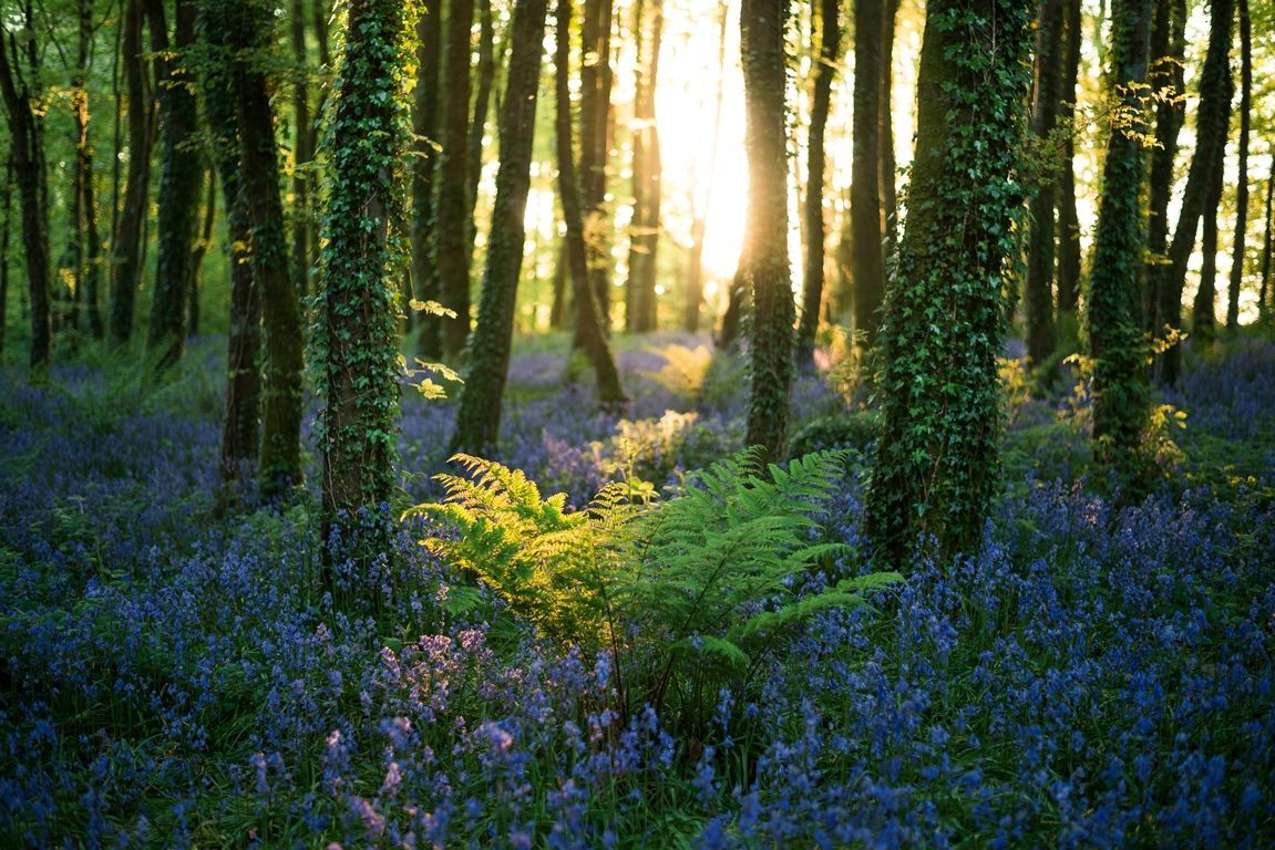 Forests_2.jpg